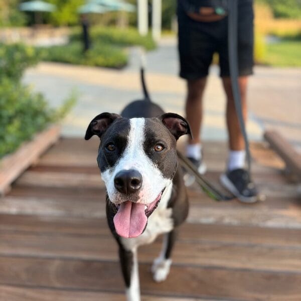 Rayne the dog walking up to the camera with Ajay standing in the background.