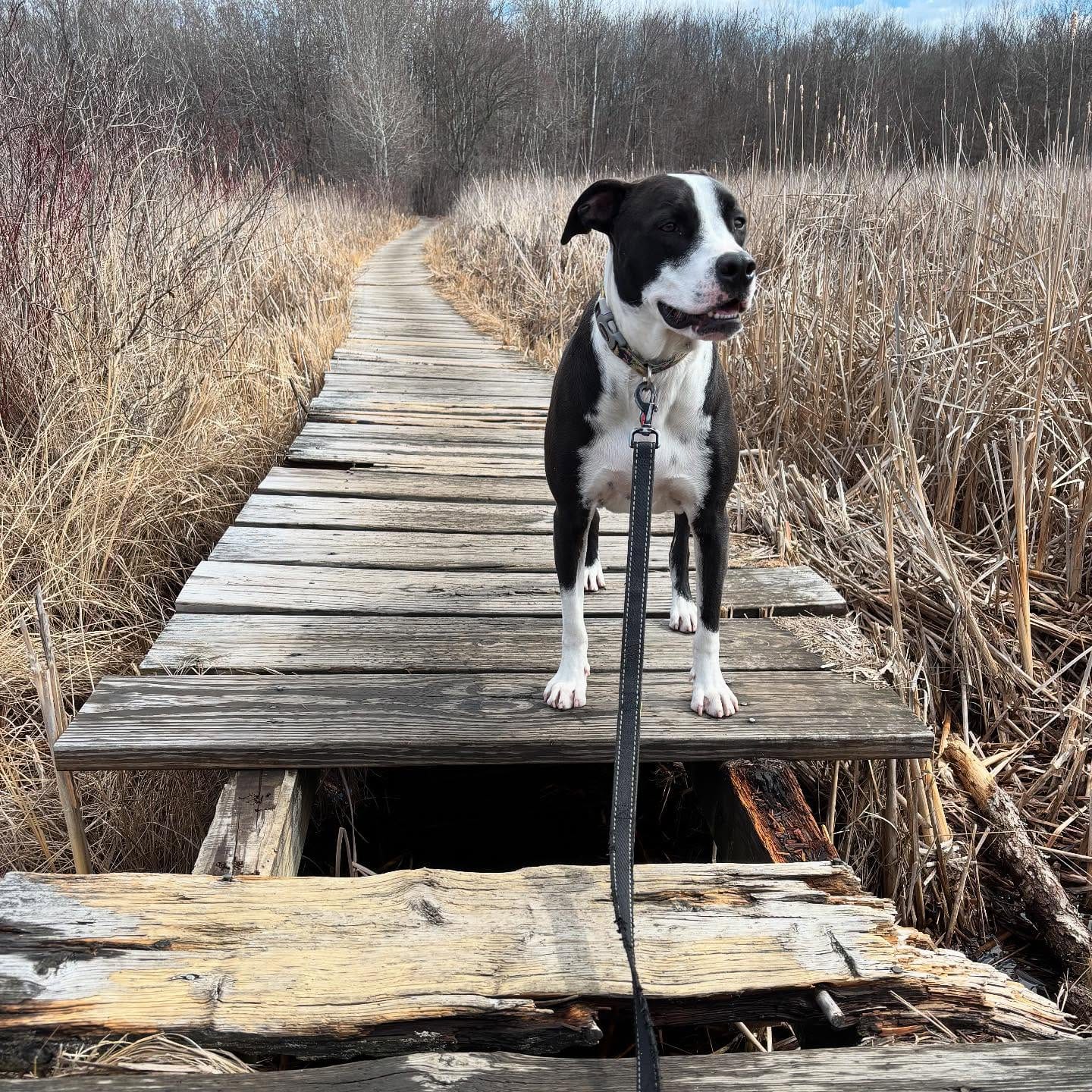 Rayne on a walk taking a pause at the end of a path.