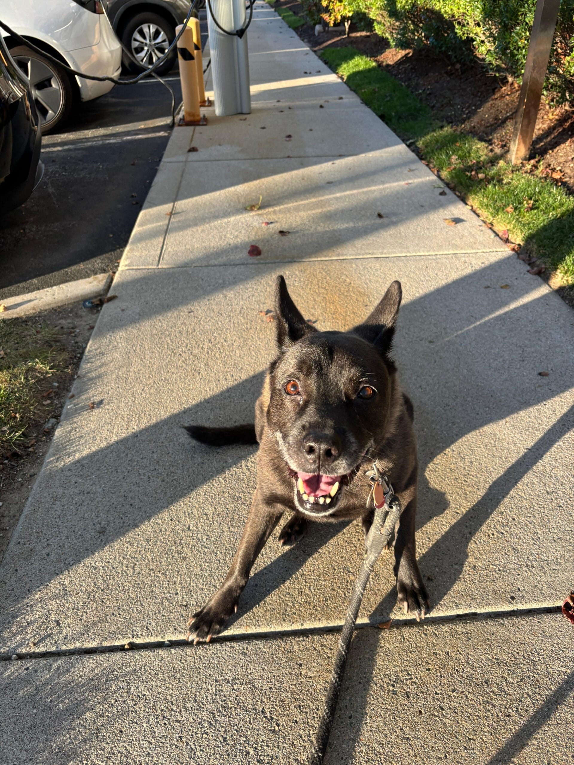 Black dog playfully poised.